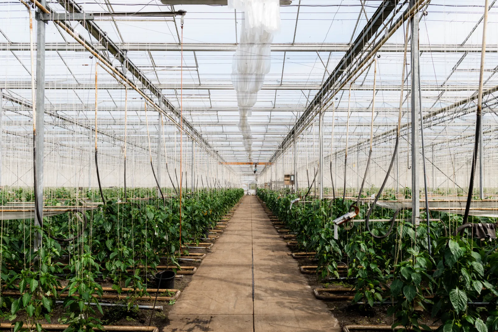De kas, met daarin rijen aan planten aan beide kanten van een looppad.
