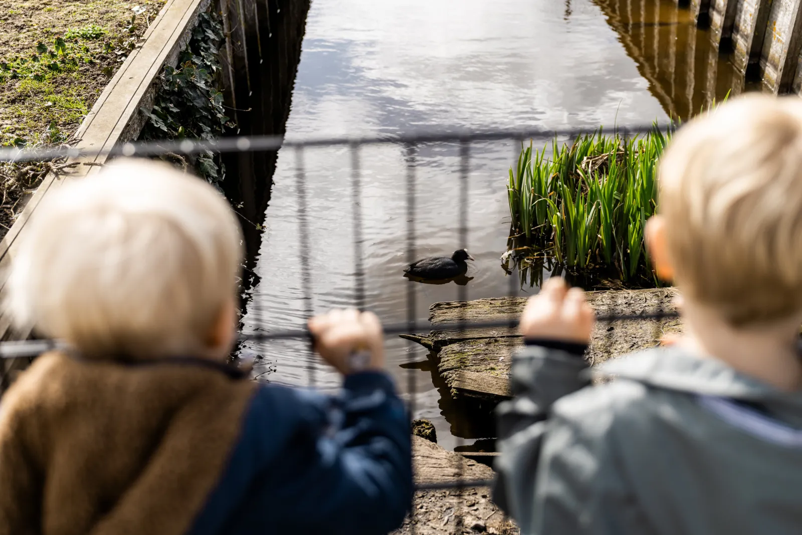 Twee kinderen kijken naar een meerkoet in het water.
