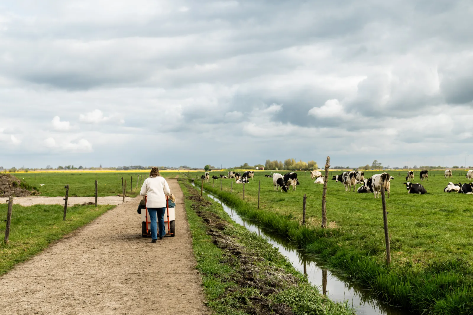 Een wandelpad langs de koeien, waar kinderen in een bolderkar overheen gereden worden.