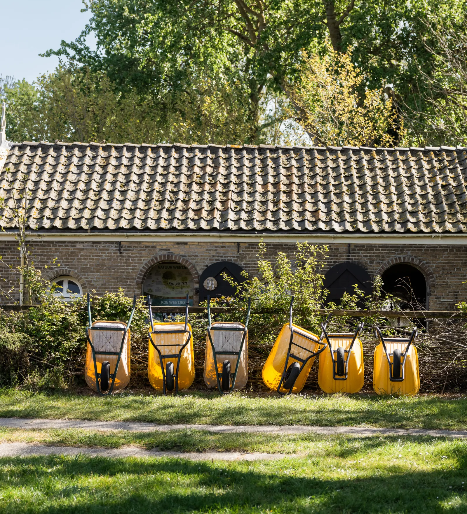 Een rij met kruiwagens op Five Star Farm.