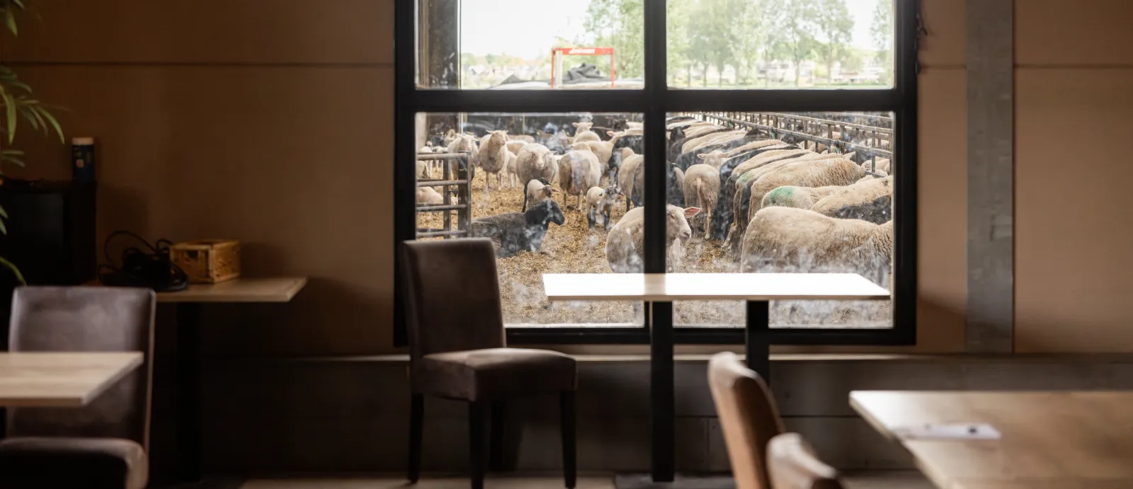 Een horecazaak waar achter het raam de schapen die er gehouden worden te zien zijn.
