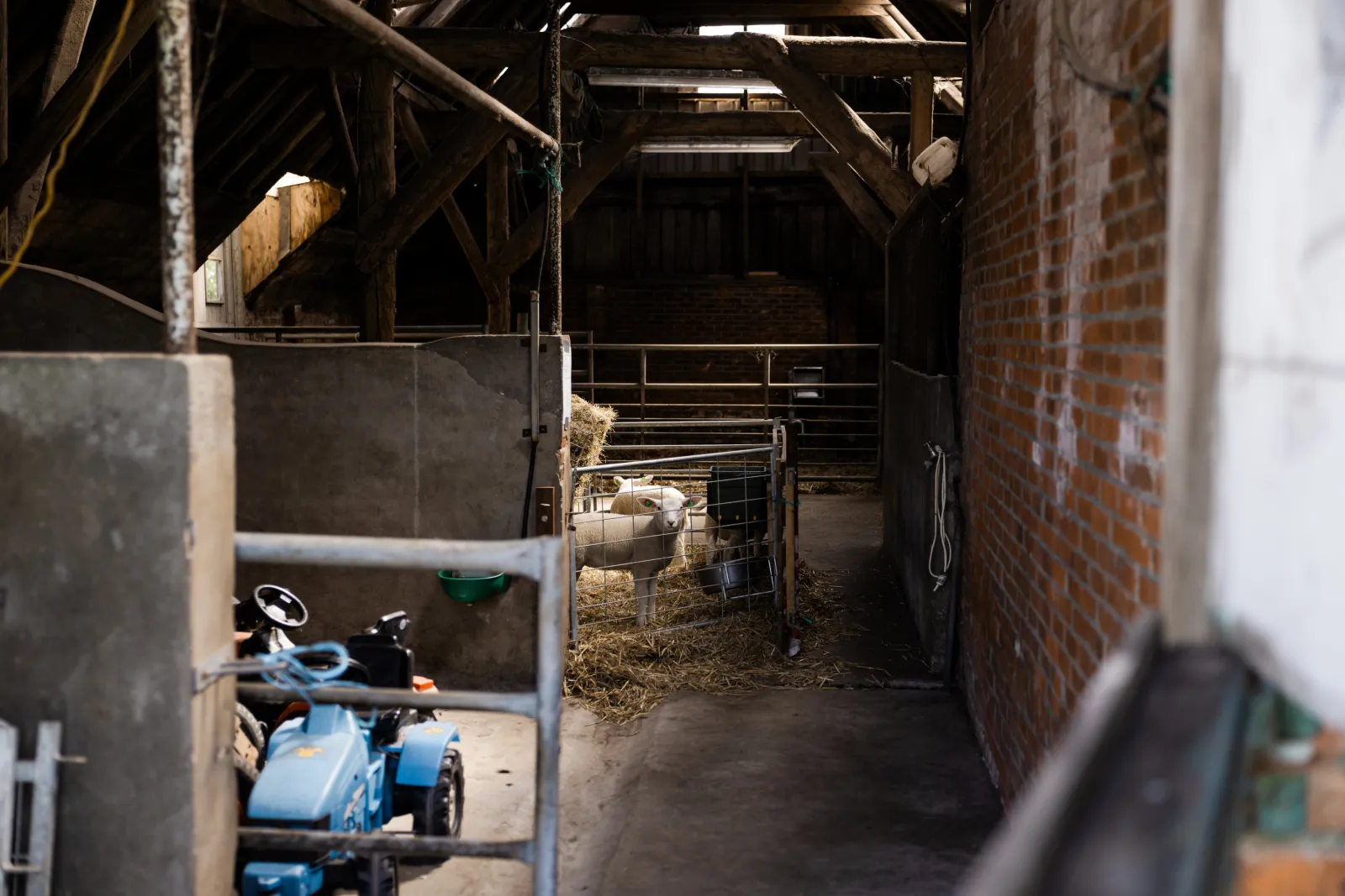 Een lammetje in de stal van Zuiderham.