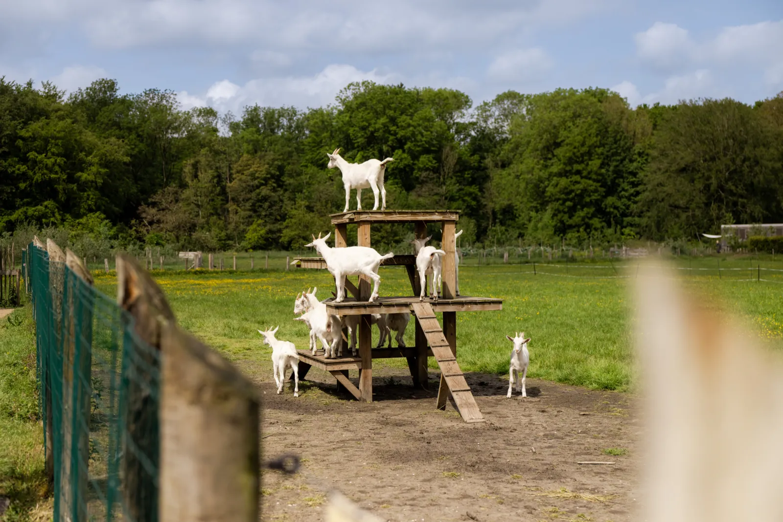 Geiten staan op een klein bouwwerk met verschillende verdiepingen.