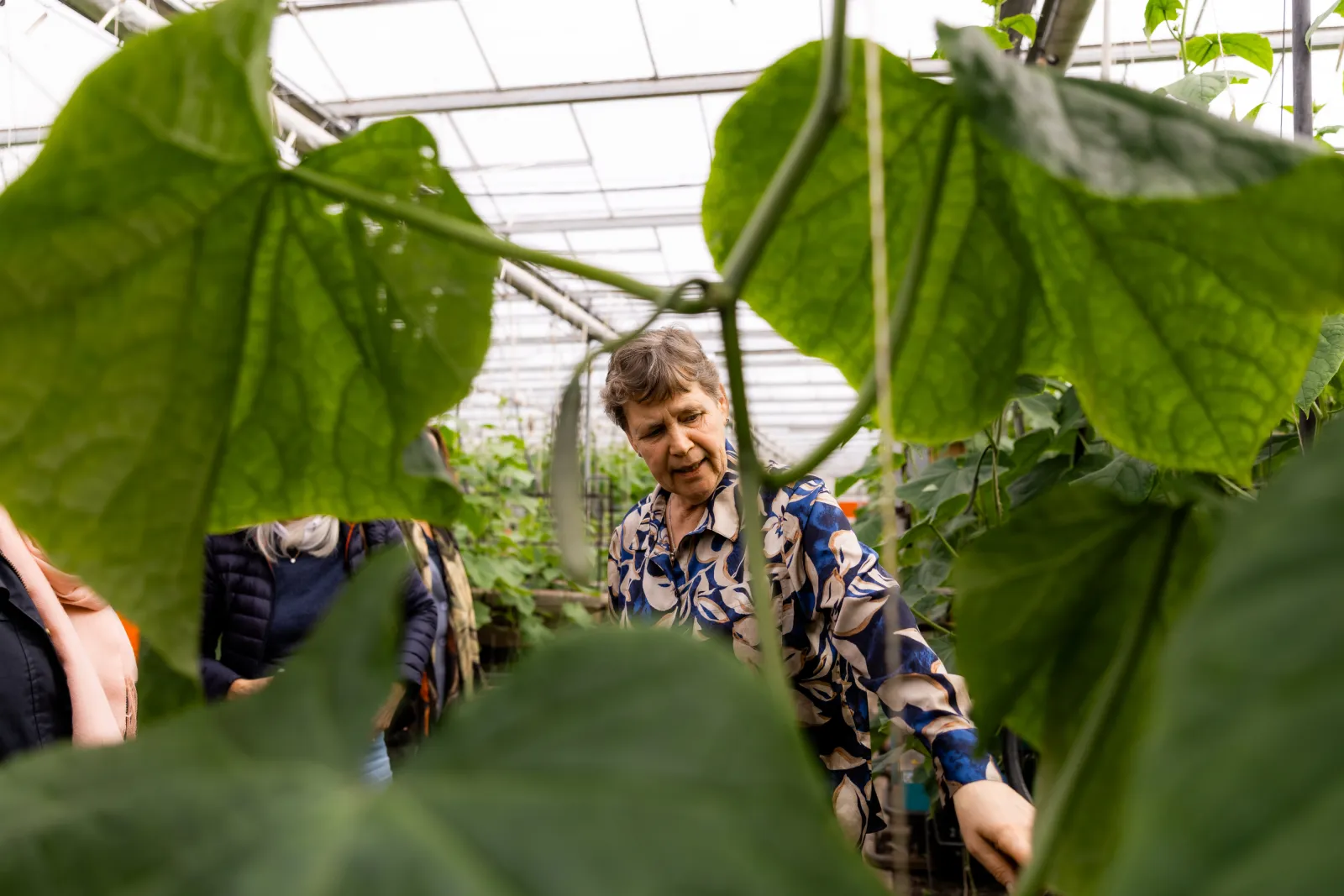 Henriëtte praat met gasten in haar kas.