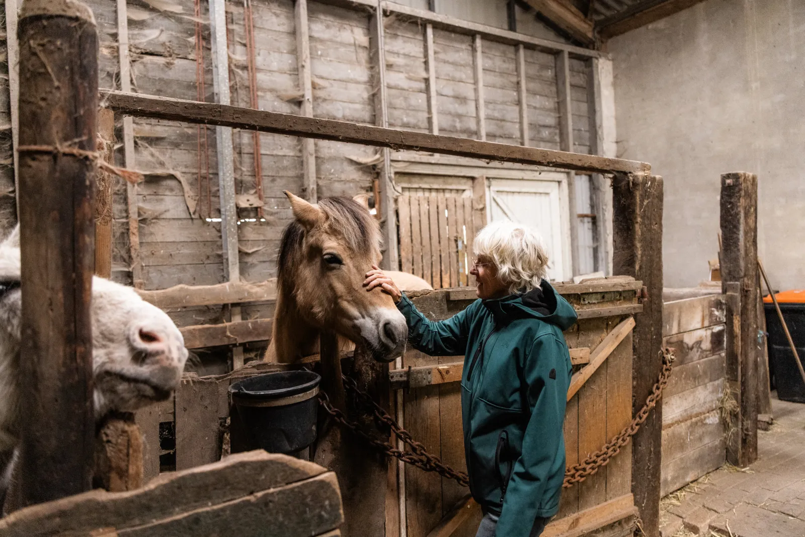 Een paard in de stal van de Pruimenpot wordt geaaid door Esther.