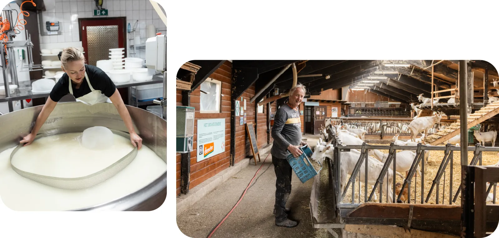 Iris maakt kaas in de keuken, Willem voert de geiten.