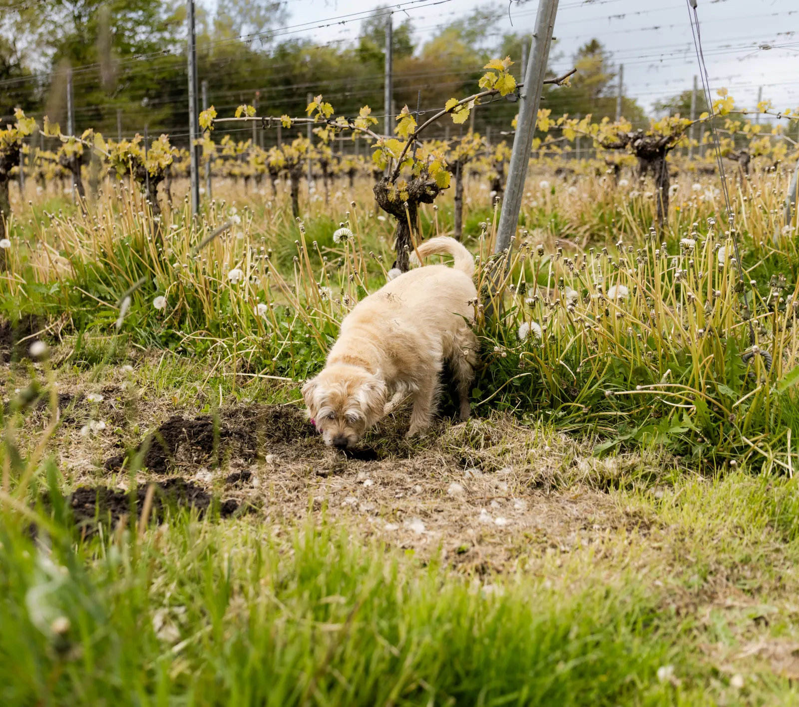 De hond van Jantiene en Douwe graaft een kuiltje in de wijngaard.