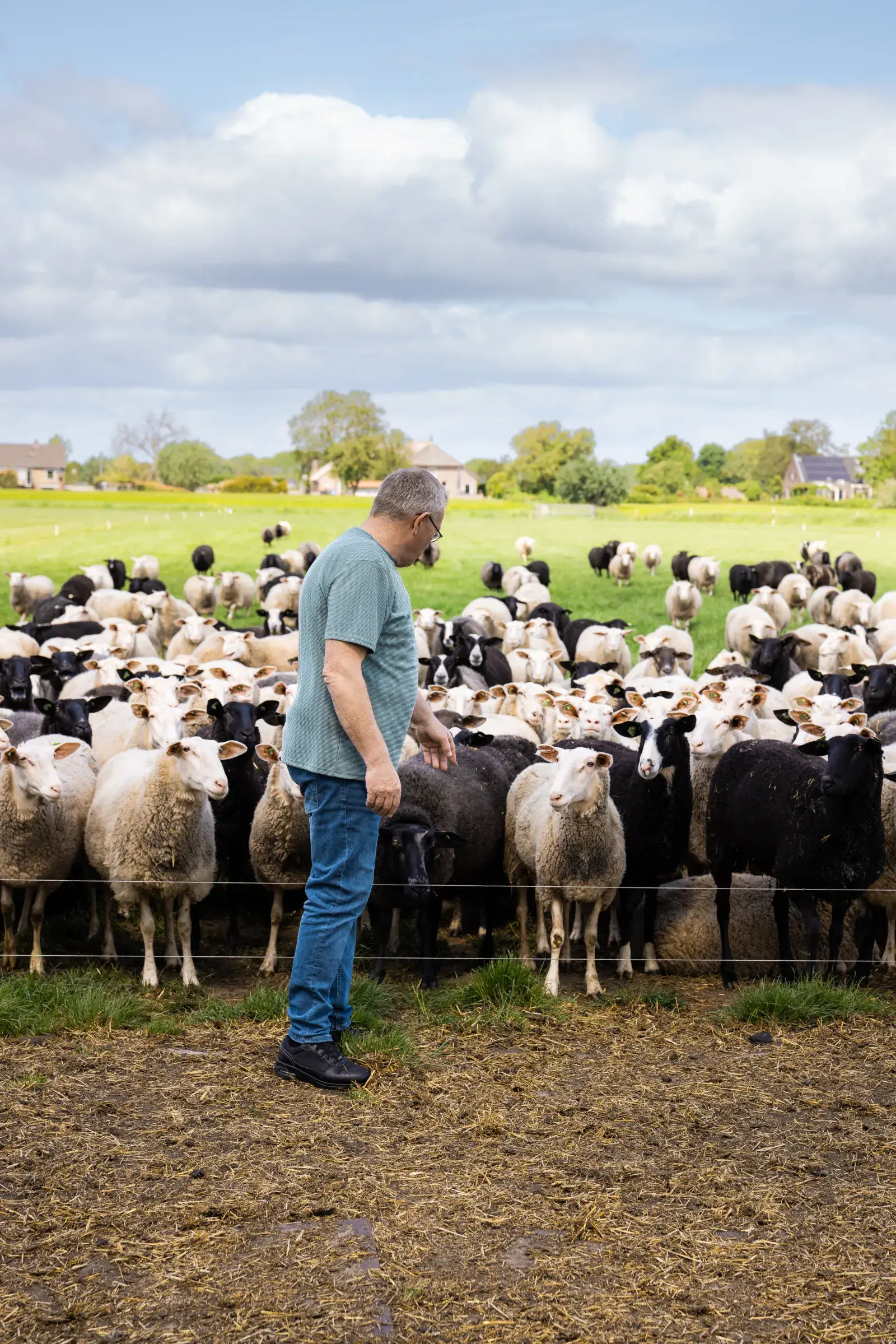 Herman aait een van de schapen, die bij het hek van een veld verzameld zijn.