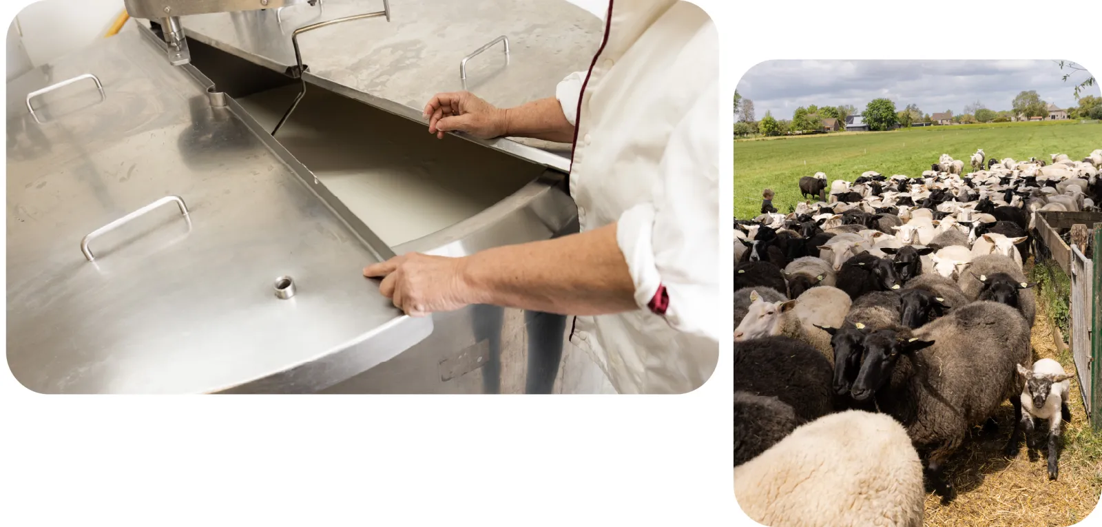 Op de Vreugdehoeve wordt de melk van schapen gebruikt.