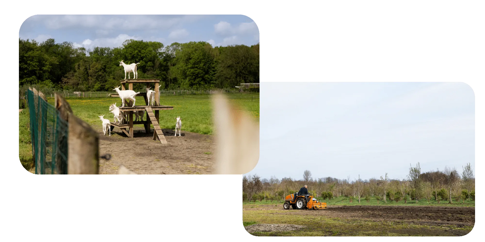 Links: geiten op boerderij Ridammerhoeve, rechts: een veld van Natuurlijk Klein Dongen.