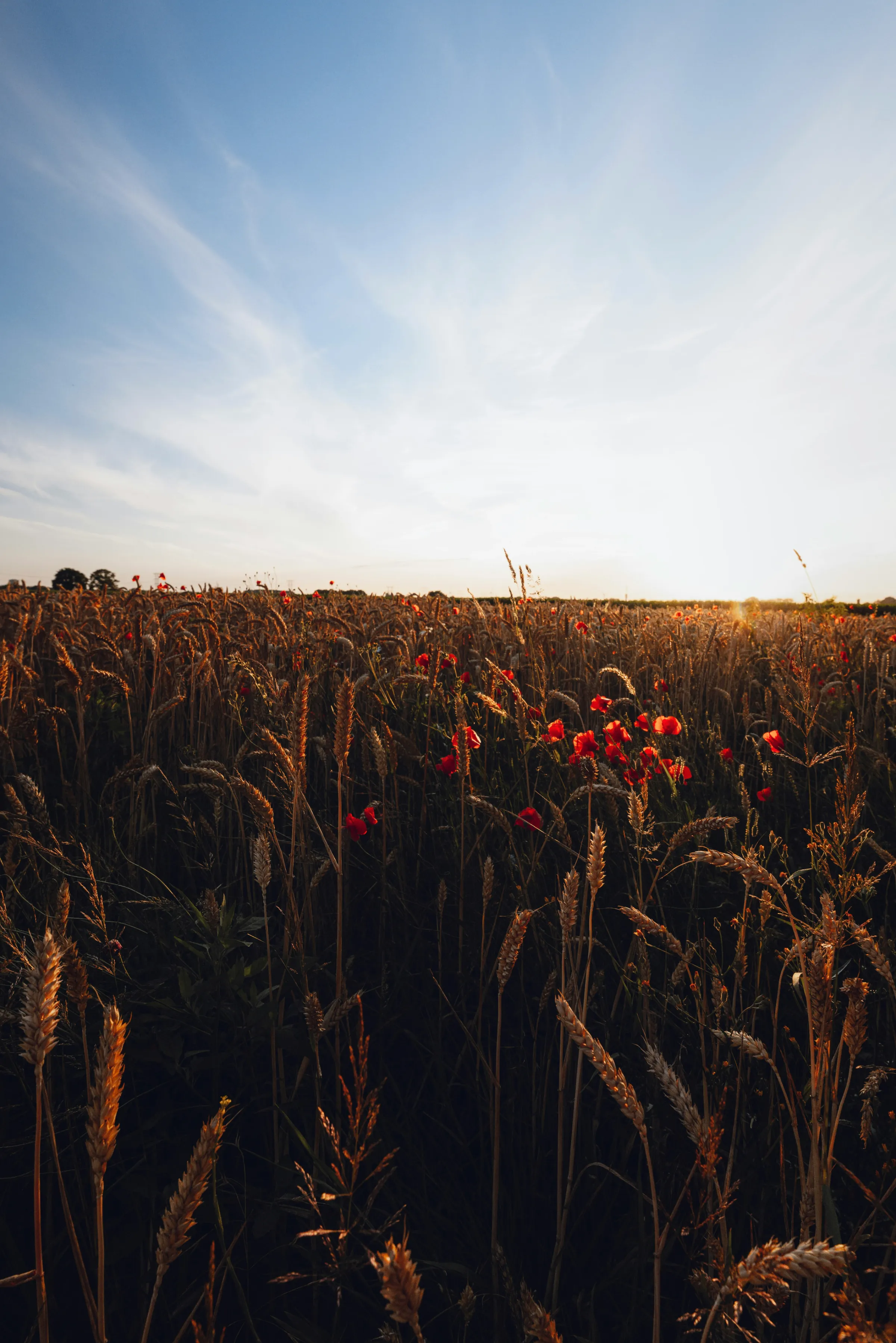 Een vergezicht van een veld in Berkel-Enschot